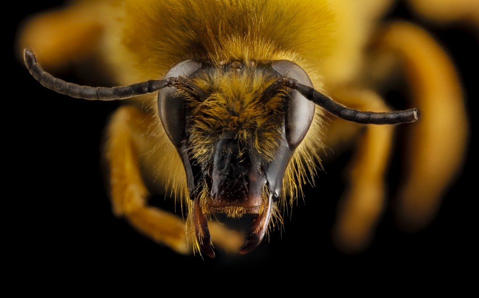 Diphaglossa gayi, f, face, chile 2014-08-04-18.05.47 ZS PMax (14918891472)