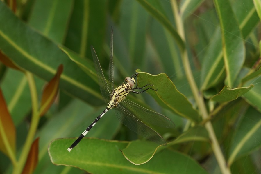 Diplacodes trivialis 06804