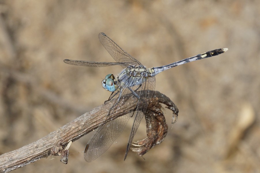 Diplacodes trivialis 1693