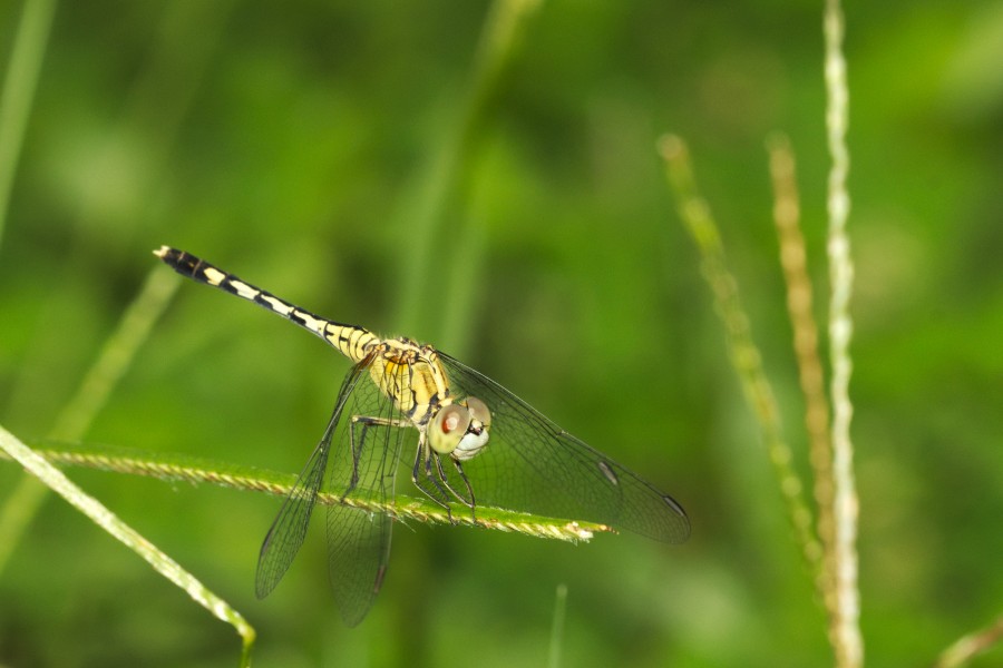 Diplacodes trivialis female at Kadavoor