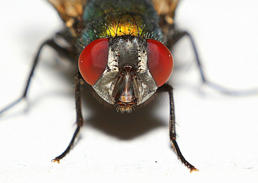 Diptera (14589563446)