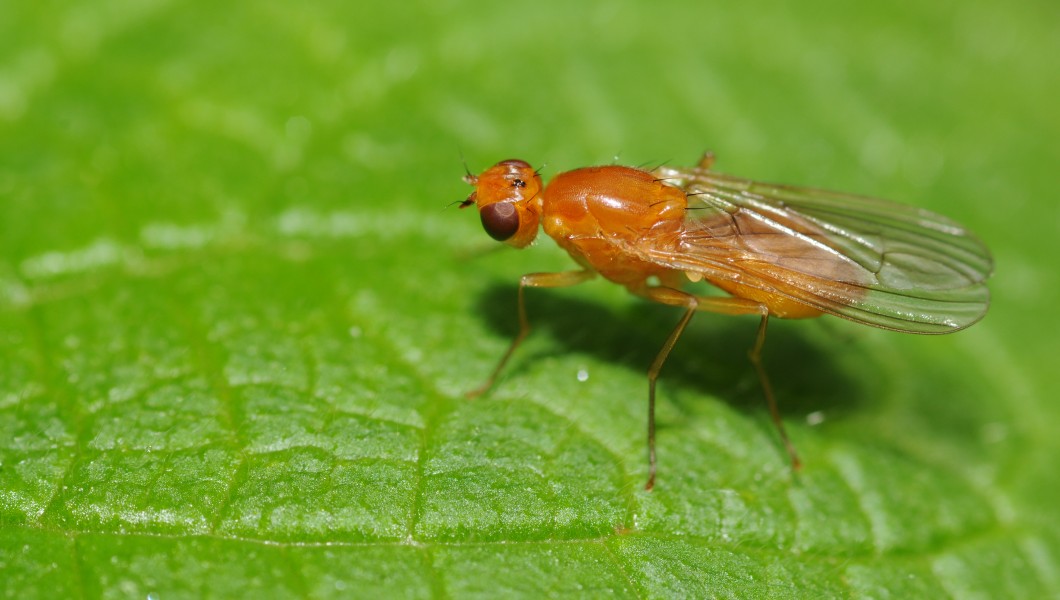 Diptera sp (2)