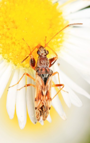 Dirt-colored Seed Bug - Neopamera bilobata, Leesville, Louisiana