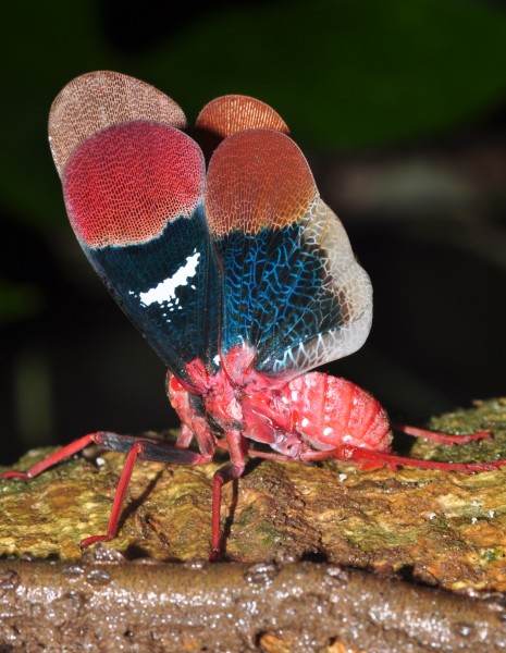 Display of a Lantern fly (Scamandra tethis) (8380117551)