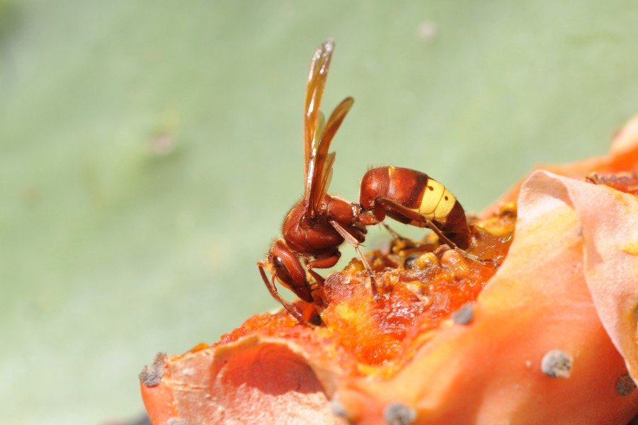 Doğu Eşekarısı - Vespa orientalis - Oriental hornet 01