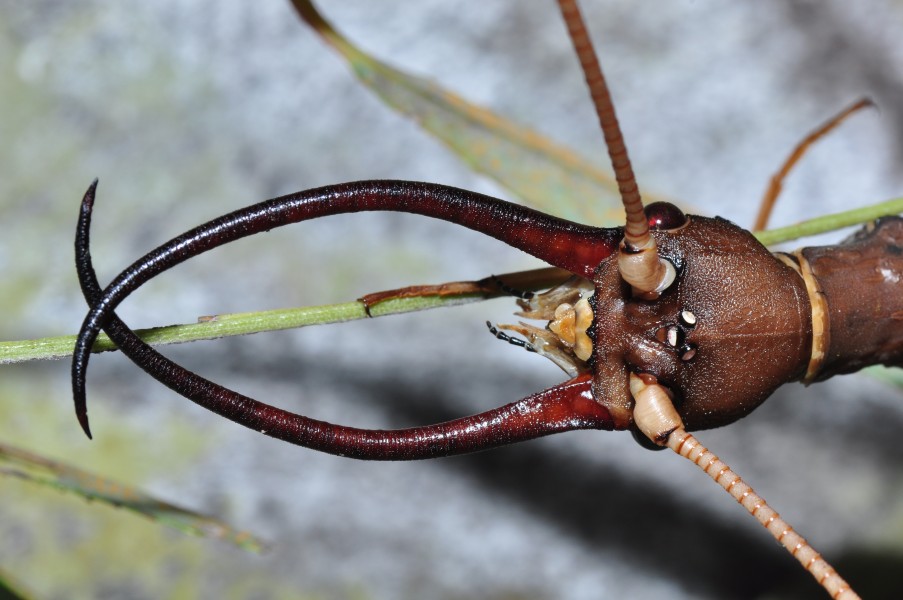 Dobsonfly Corydalus cornutus (9477278361)
