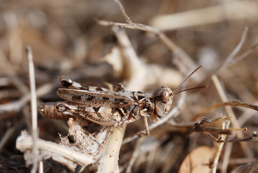 Dociostaurus sp. female (5012950782)