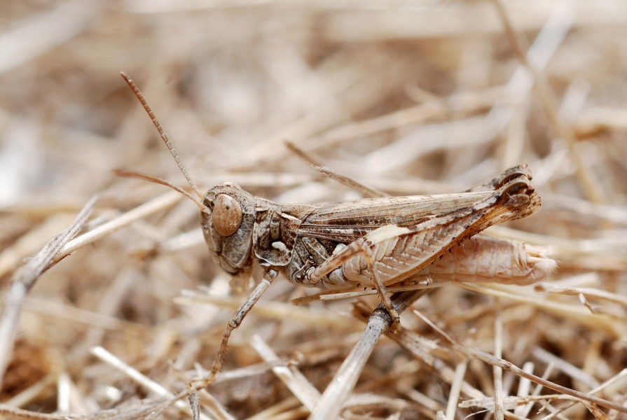 Dociostaurus sp. male (5012943886)