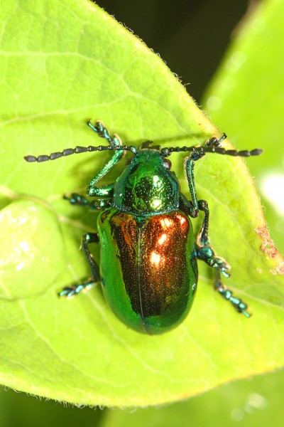 Dogbane Beetle - Chrysochus auratus, Meadowood Farm SRMA, Mason Neck, Virginia