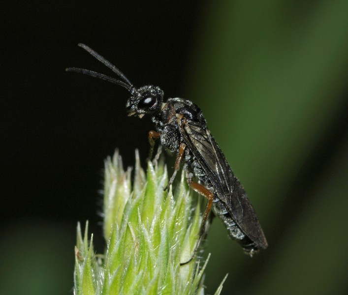 Dolerus vestigialis female (15856282838)