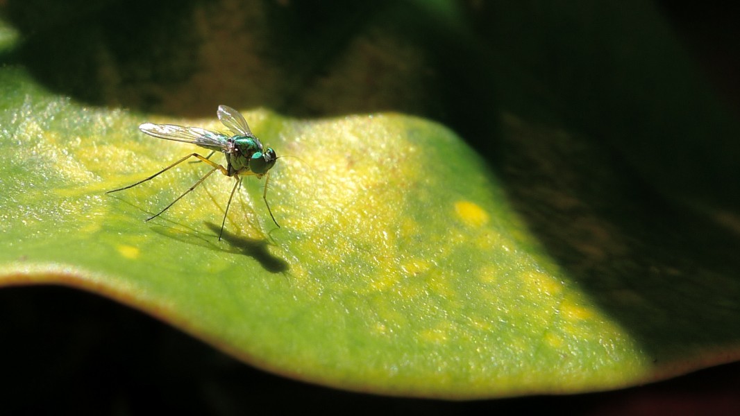 Dolichopodidae (8115667290)