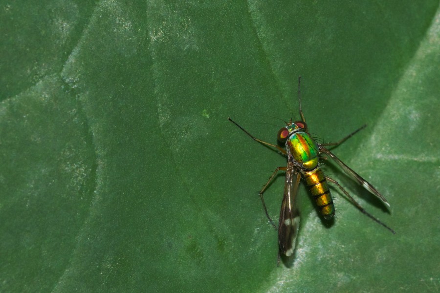 Dolichopodidae at Kadavoor