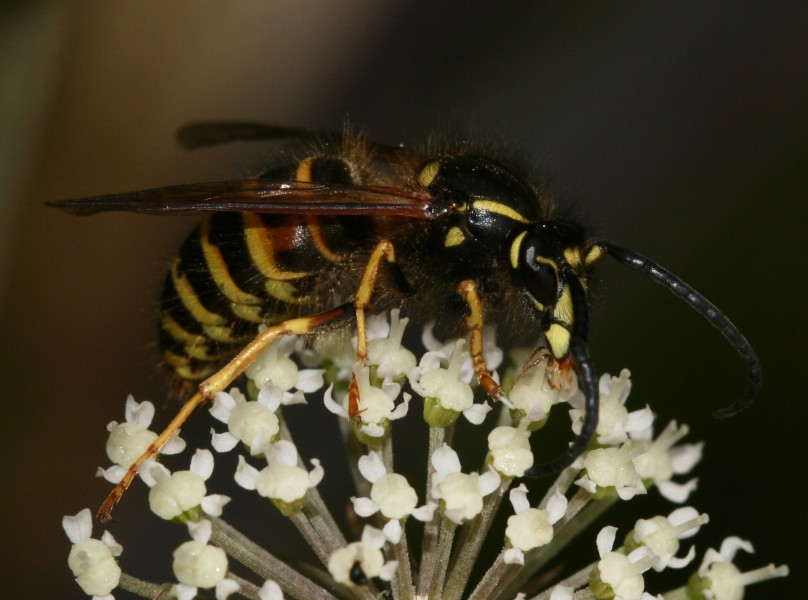 Dolichovespula sp. (male) Norwegian Wasp - Flickr - S. Rae