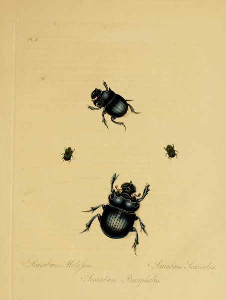 Donovan - Insects of China, 1838 - pl 02