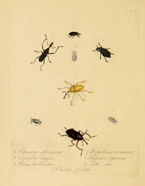 Donovan - Insects of China, 1838 - pl 04