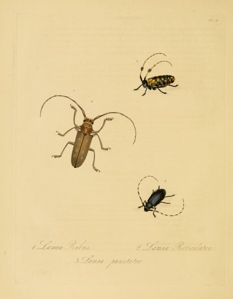Donovan - Insects of China, 1838 - pl 06