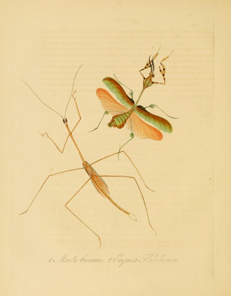 Donovan - Insects of China, 1838 - pl 09