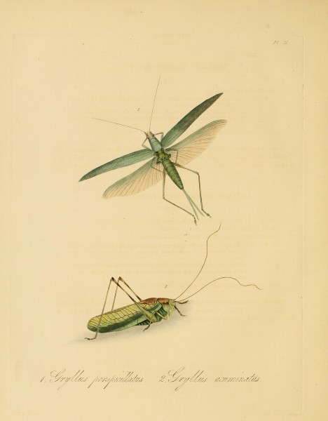 Donovan - Insects of China, 1838 - pl 11