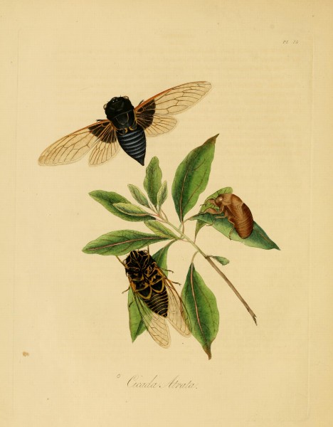 Donovan - Insects of China, 1838 - pl 15