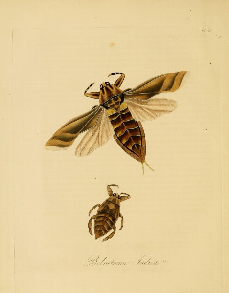 Donovan - Insects of China, 1838 - pl 18