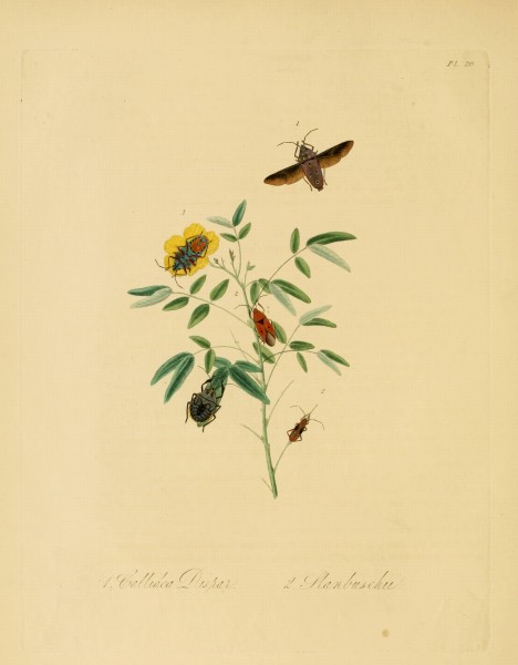 Donovan - Insects of China, 1838 - pl 20