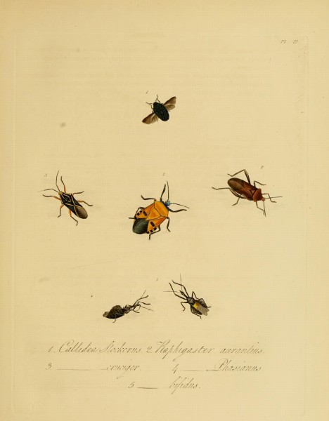 Donovan - Insects of China, 1838 - pl 21