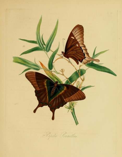 Donovan - Insects of China, 1838 - pl 25