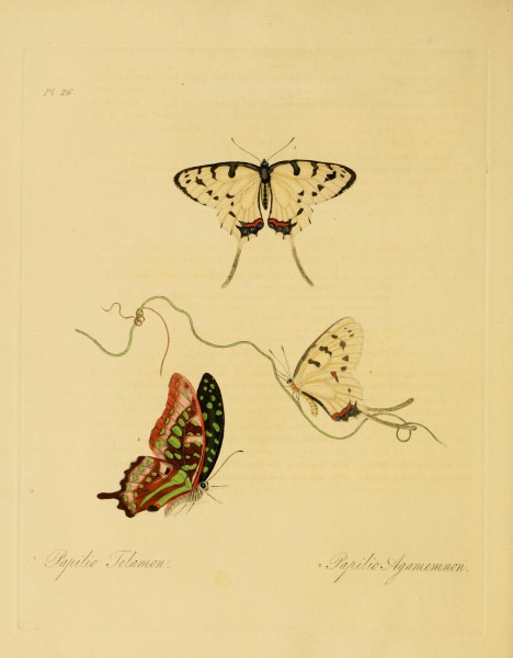 Donovan - Insects of China, 1838 - pl 26