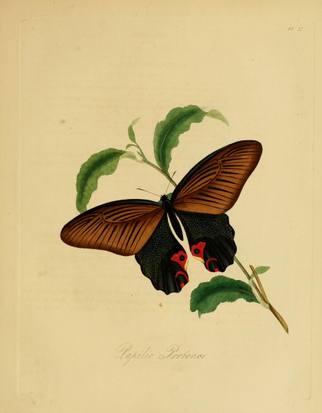 Donovan - Insects of China, 1838 - pl 27