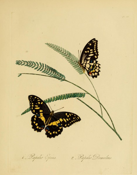 Donovan - Insects of China, 1838 - pl 28