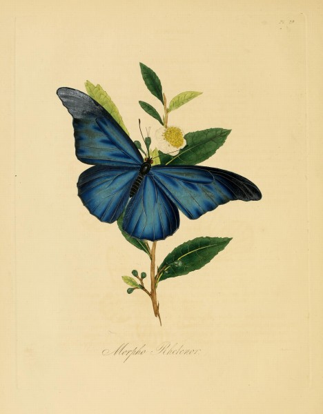 Donovan - Insects of China, 1838 - pl 29