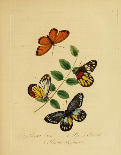 Donovan - Insects of China, 1838 - pl 30