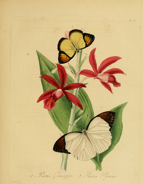 Donovan - Insects of China, 1838 - pl 31