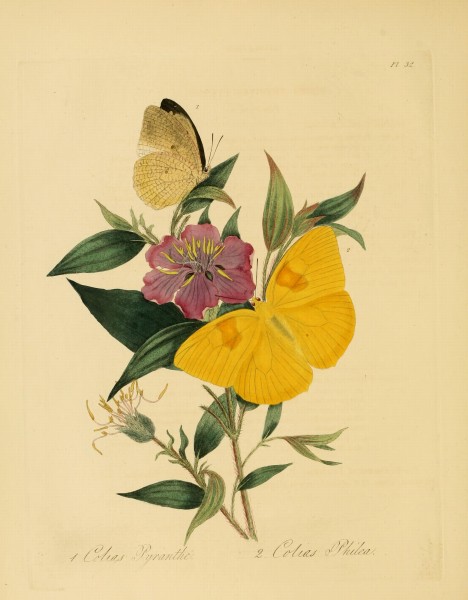 Donovan - Insects of China, 1838 - pl 32