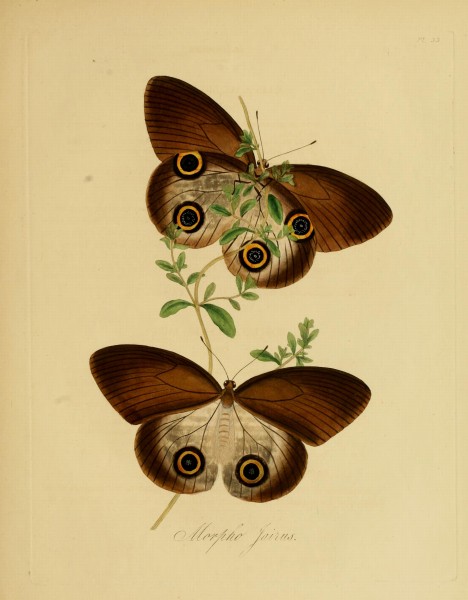 Donovan - Insects of China, 1838 - pl 33