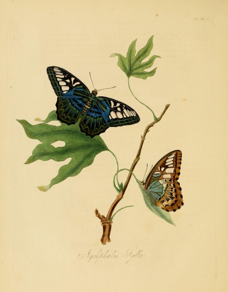 Donovan - Insects of China, 1838 - pl 38