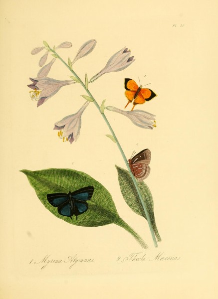 Donovan - Insects of China, 1838 - pl 39