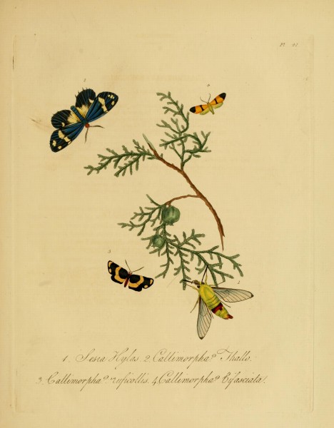 Donovan - Insects of China, 1838 - pl 41