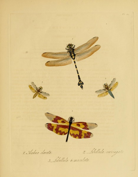Donovan - Insects of China, 1838 - pl 45