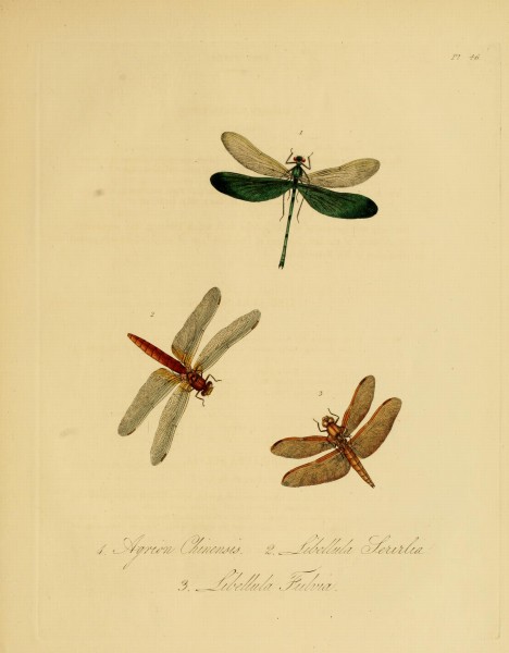Donovan - Insects of China, 1838 - pl 46