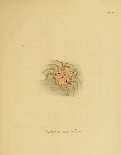 Donovan - Insects of China, 1838 - pl 48