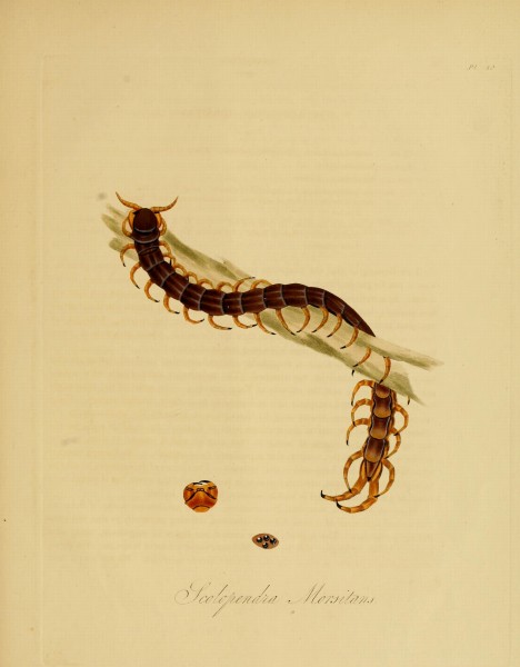 Donovan - Insects of China, 1838 - pl 50