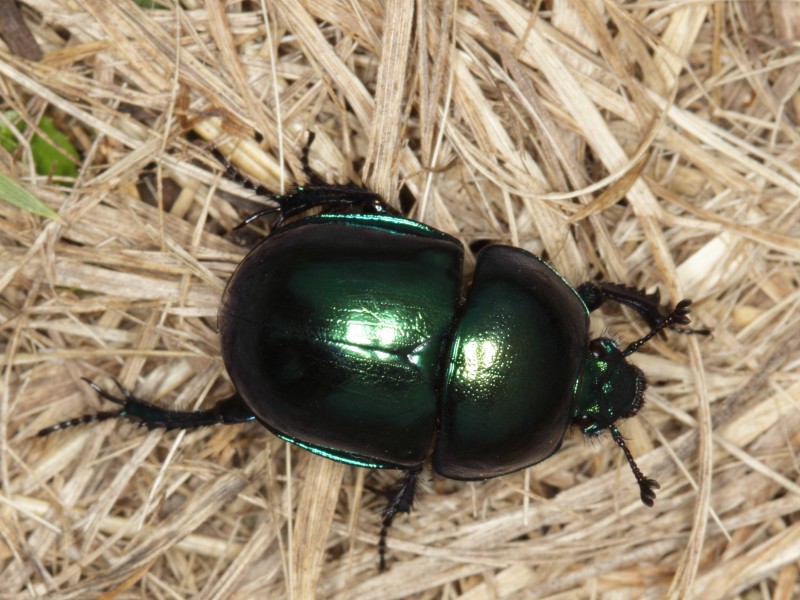 Dor beetle (Geotrupidae indet.) from Slovakia (7375999832)