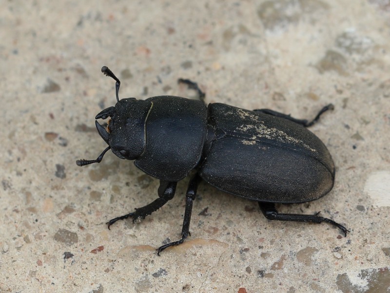 Dorcus parallelipipedus 01