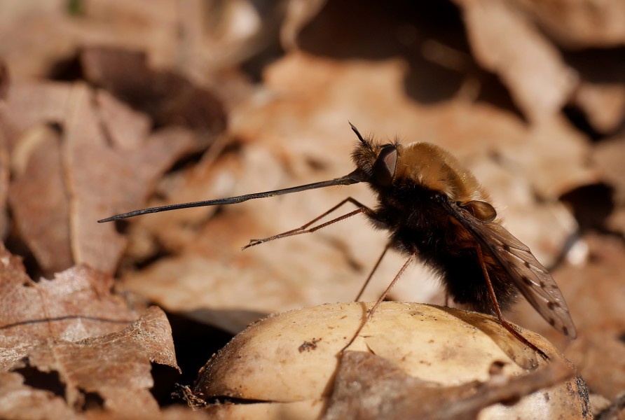 Dotted bee-fly (Bombylius discolor) stretching proboscis, Parc de Woluwé, Brussels (33808302591)