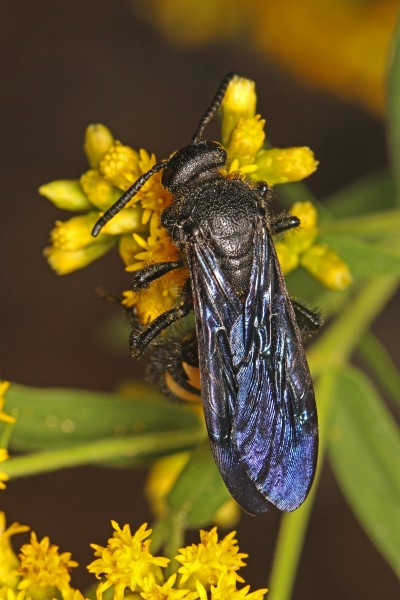 Doubled-banded Scoliid - Scolia bicinctata, Meadowood Farm SRMA, Mason Neck, Florida