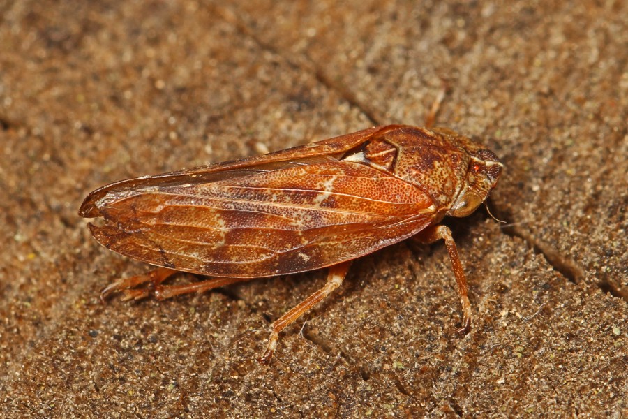 Douglas-fir Spittlebug - Aphrophora permutata, Coldstream Cemetery, Coldstream, British Columbia
