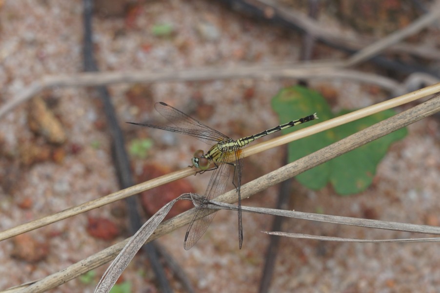 Dragon fly 09185