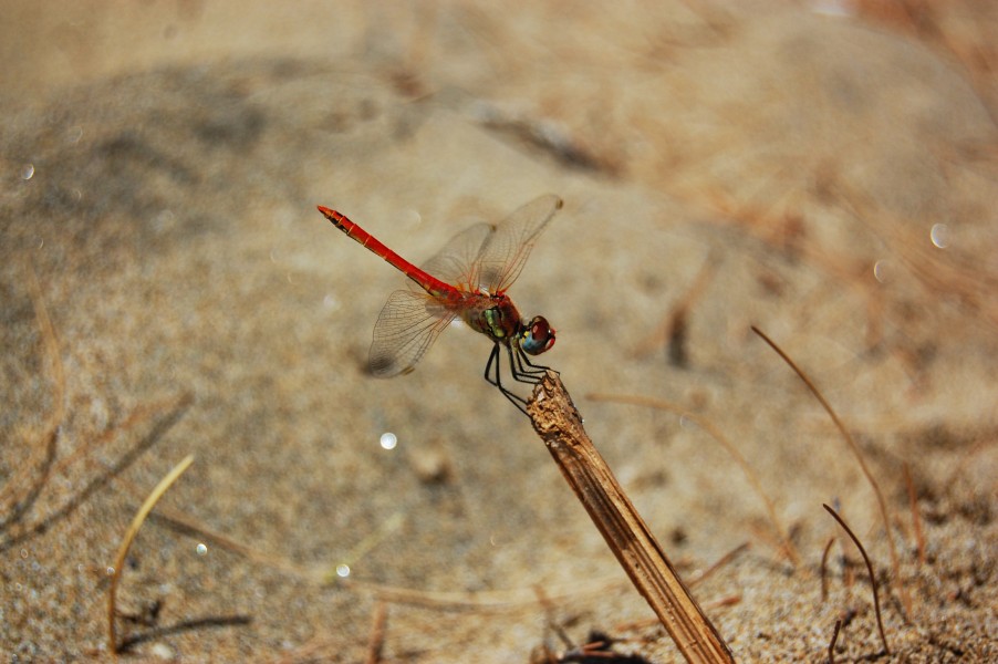 Dragonfly-beach-closeup