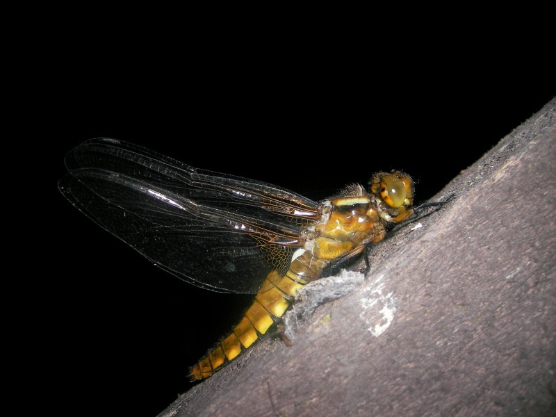 Dragonfly033